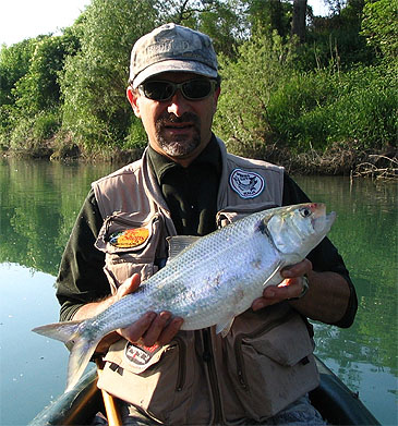 254_Twaite Shad_Alosa fallax.jpg 254_Twaite Shad_Alosa fallax.jpg